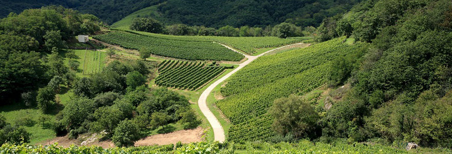 régions viticoles françaises